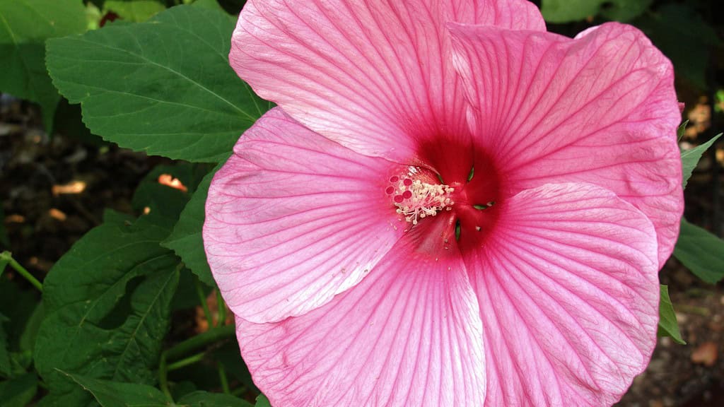 Hibiskus bagienny