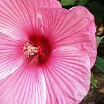 Hibiskus bagienny