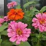 Kolorowe piękno w ogrodzie: Odkryj urok cynii wytwornej (Zinnia elegans)