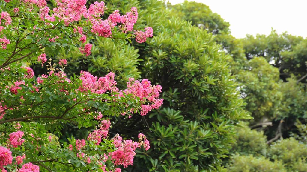 Lagerstremia (Lagerstroemia indica): Upiękś swoje ogrody tym pięknym i trwałym drzewem