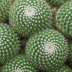 Mamilarie (Mammillaria sp.): Fascynujące rośliny kaktusowe, których urok zaskoczy Cię!