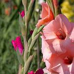 Mieczyk abisyński (Gladiolus callianthus): Kwiat o niezwykłej urodzie i symbolu elegancji