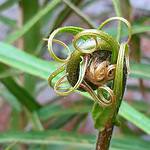 Orliczka kreteńska (Pteris cretica): Tajemnicza roślina z greckich wysp