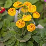 Pantofelnik ogrodowy (Calceolaria herbeohybrida): Kwiaty pełne uroku i koloru na Twoim tarasie