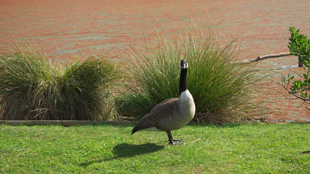 Bernikla kanadyjska (Branta canadensis) – Wszystko, co musisz wiedzieć o tym gatunku!