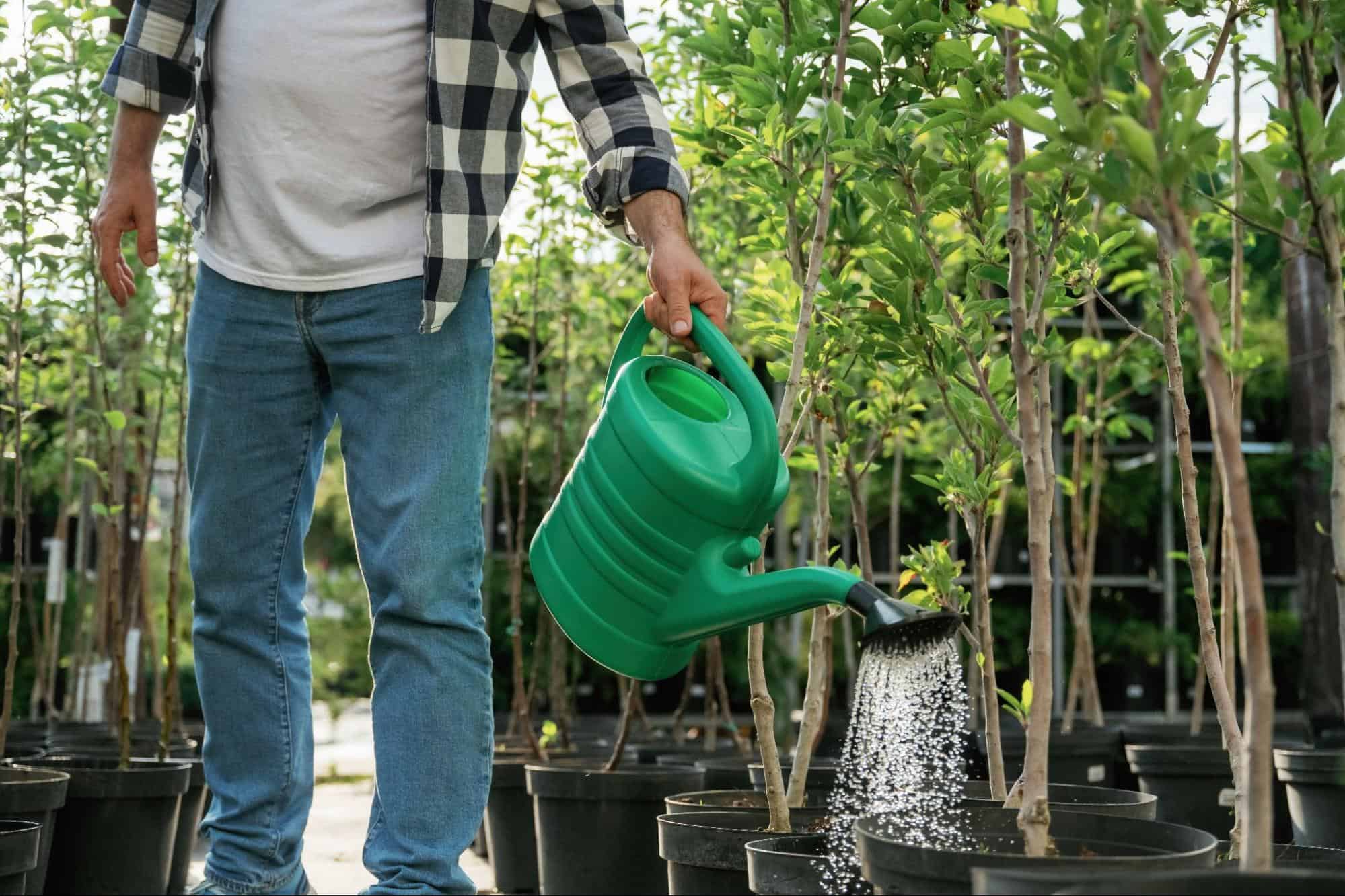 mężczyzna podlewający drzewka w doniczkach