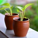 Nie musisz czekać do wiosny, aby przesadzić swoje rośliny domowe