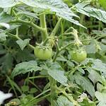 Pomidory rosną, ale nie owocują? Poznaj wszystkie przyczyny i rozwiązania krok po kroku