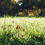 Kiedy i jak przesadzać trawy ozdobne? Porady ogrodnika