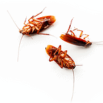 Pozbądź się karaczanów prusaków dzięki insektycydom kontaktowym – skuteczne rozwiązania do Twojej kuchni