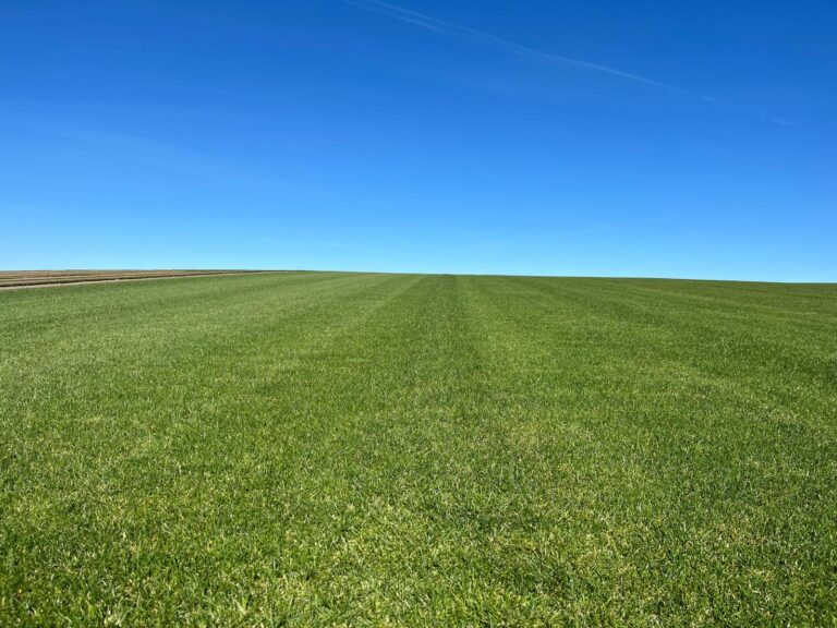 trawa z rolki, zielone marzenia