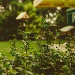 Zakładanie ogrodu przy domu jednorodzinnym – jak zrobić to dobrze?