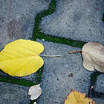 ​Rynek wtórny kostki brukowej. Analiza opłacalności, ryzyka i logistyki zakupu materiału z demontażu