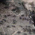 Mrówki w ogrodzie: wróg czy sojusznik? Kiedy i jak skutecznie je zwalczać.