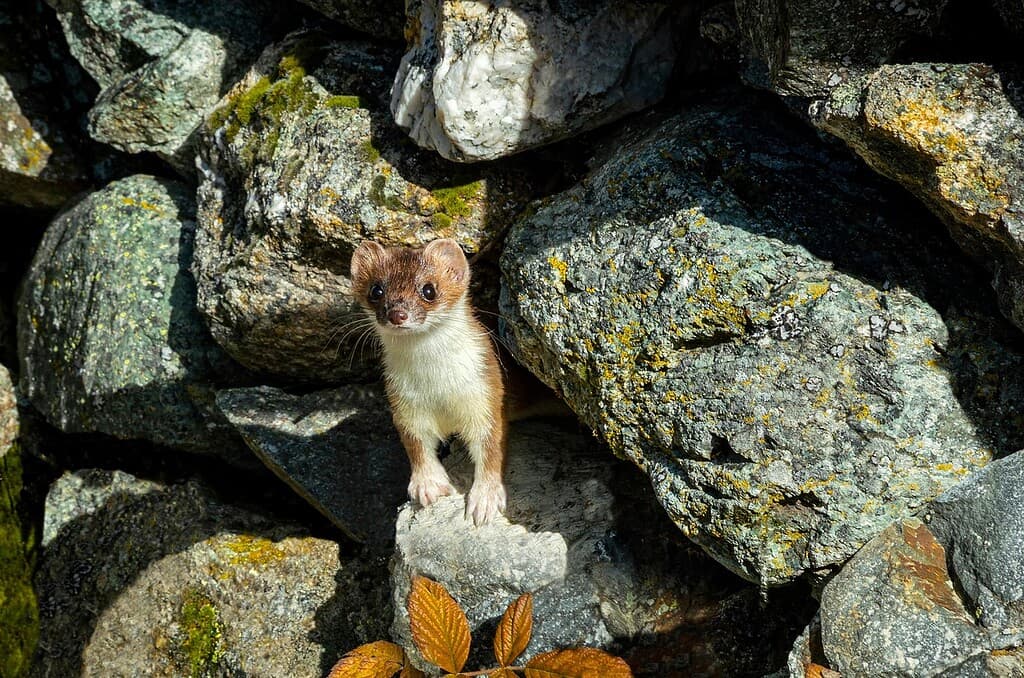 Nocny intruz pod dachem. Jak skutecznie i trwale rozwiązać problem kuny na poddaszu?
