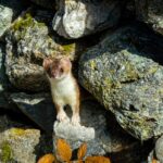 Nocny intruz pod dachem. Jak skutecznie i trwale rozwiązać problem kuny na poddaszu?