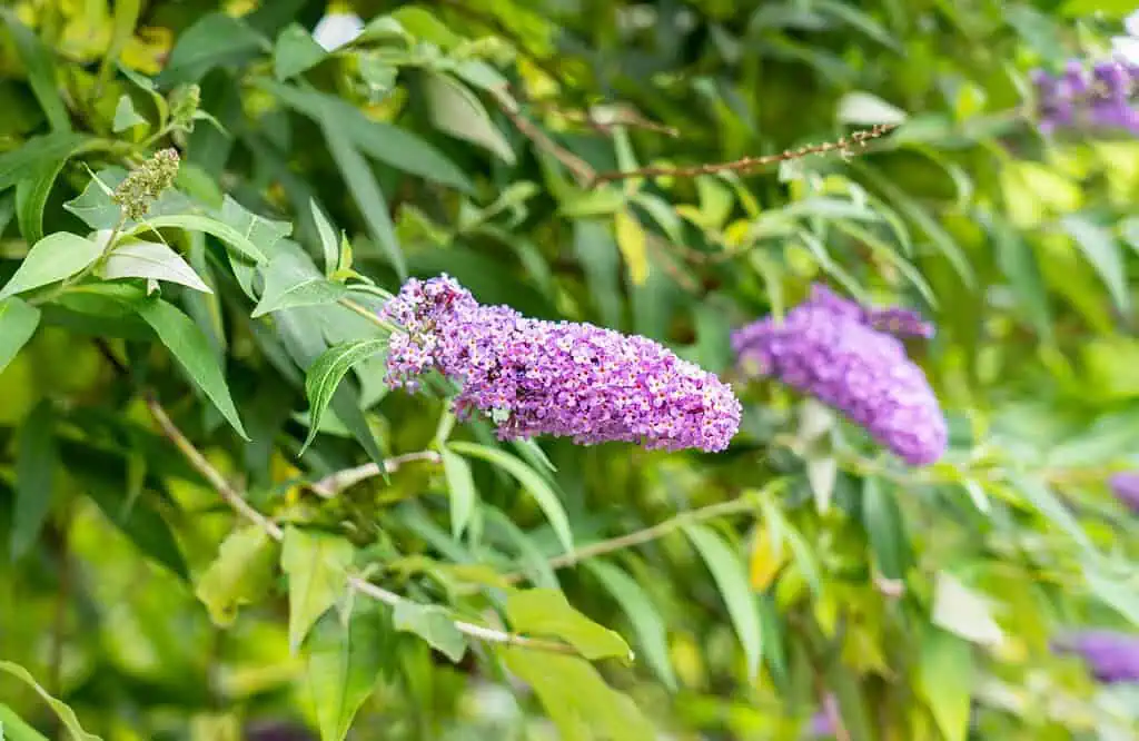 Budleja – krzew motyli, który odmieni każdy ogród