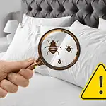 Czy wygrzewanie pluskiew to skuteczna metoda? Fakty, które warto znać