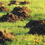 Kopce jesienią: dlaczego kret wraca w październiku i jak przygotować trawnik na zimę