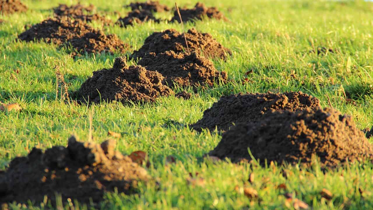 Kopce jesienią: dlaczego kret wraca w październiku i jak przygotować trawnik na zimę